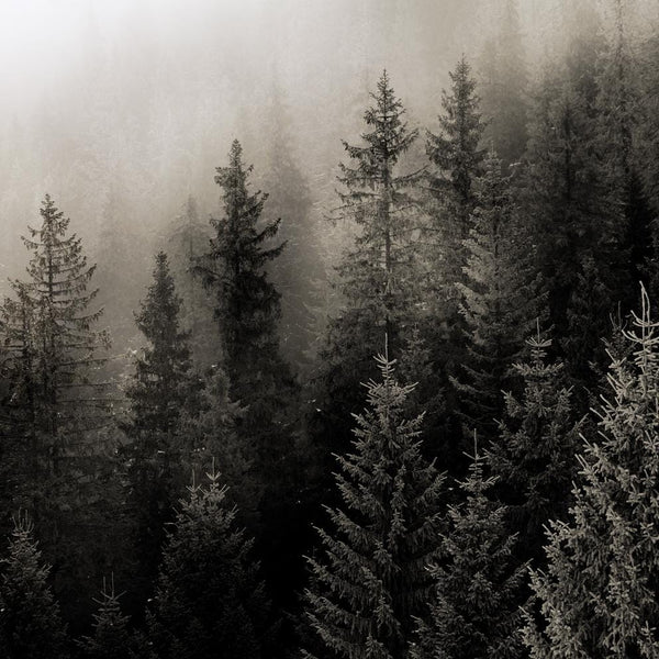 Wild Pine Forest